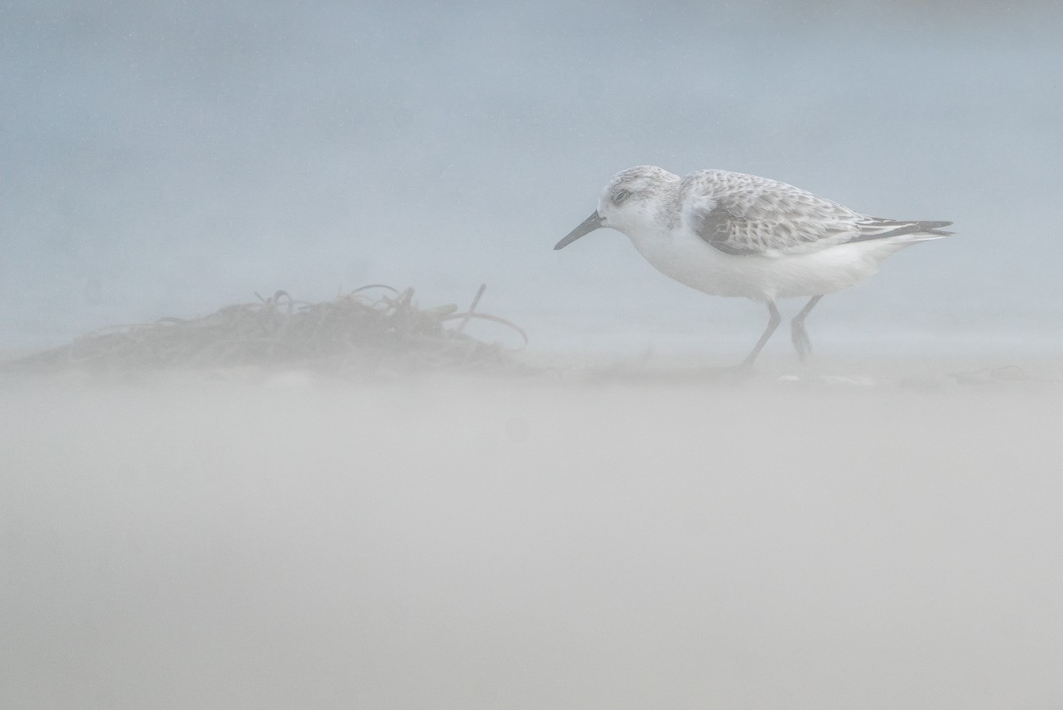 Sanderling - ML645575952