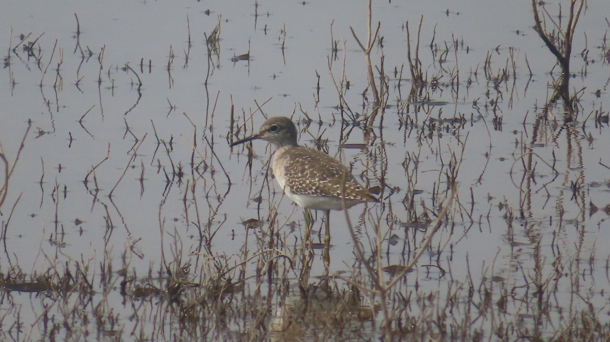 vodouš bahenní - ML645575958