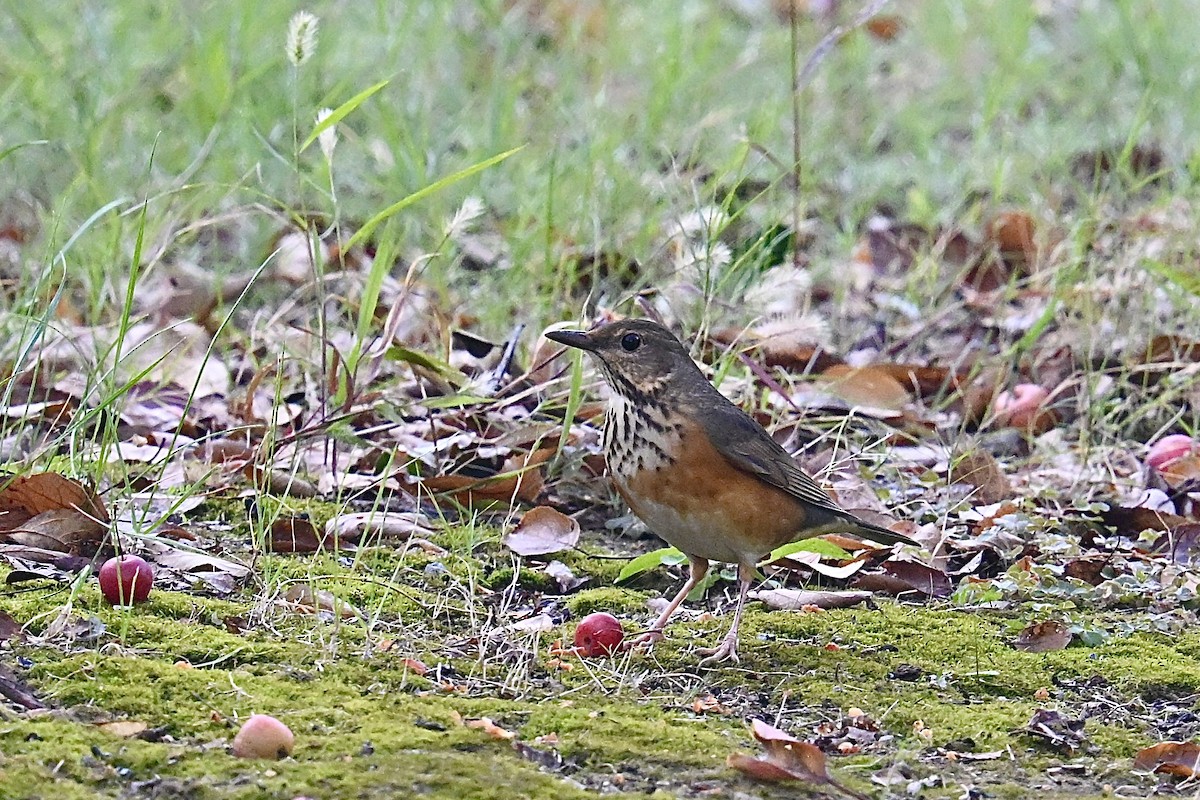 Gray-backed Thrush - ML645575960