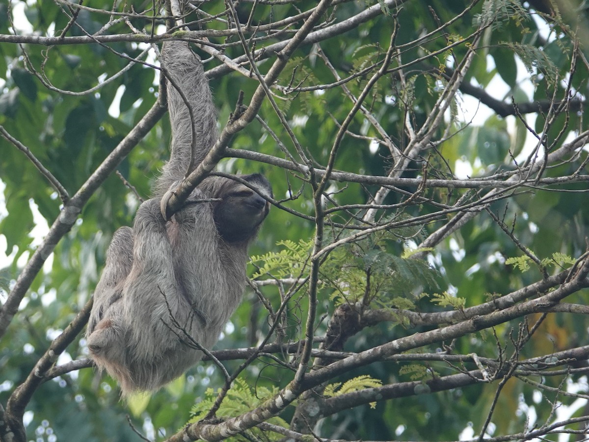 Brown-throated Three-toed Sloth - ML645575965