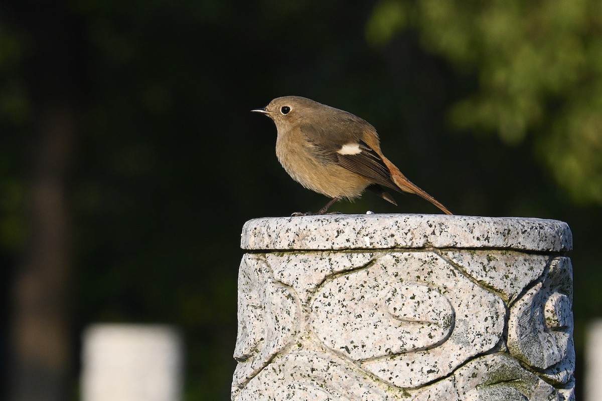 Daurian Redstart - ML645575966