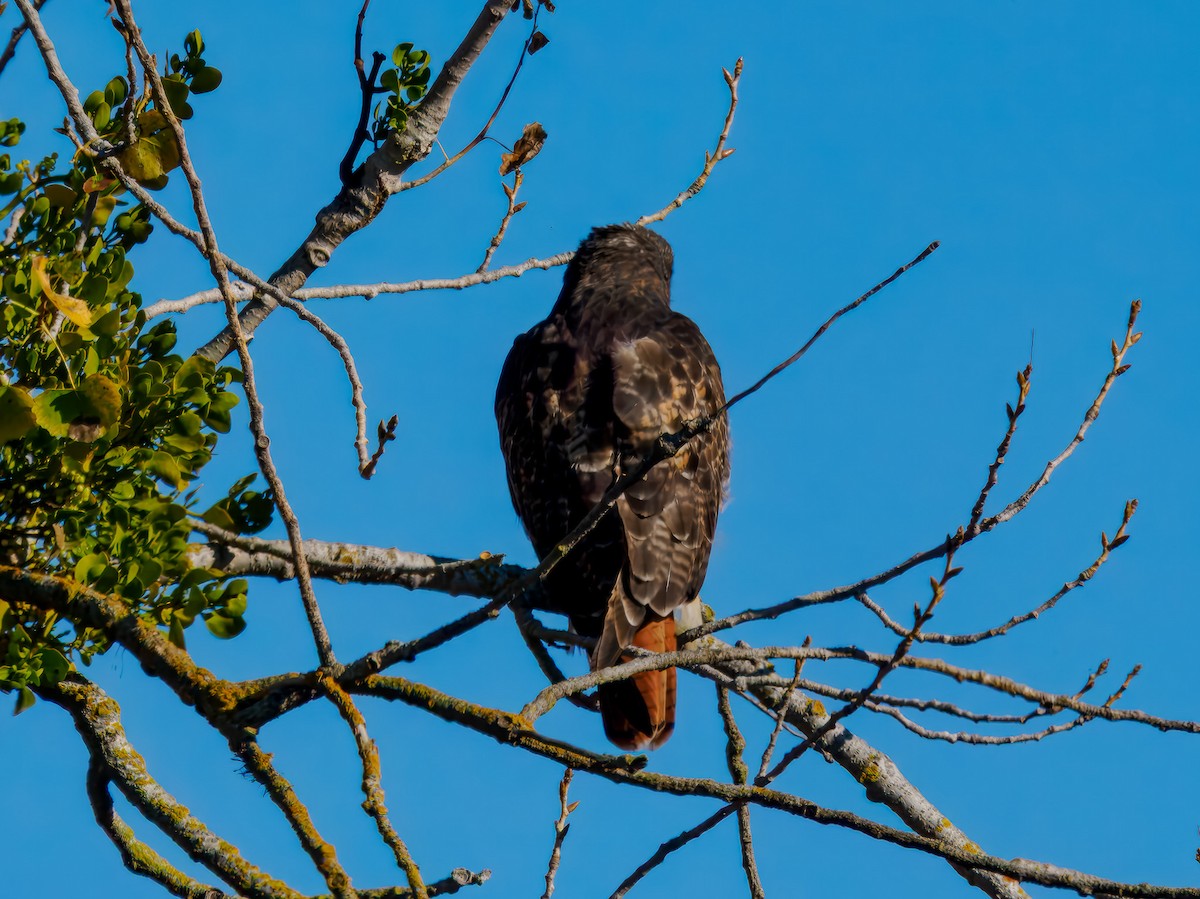Red-tailed Hawk - ML645575968