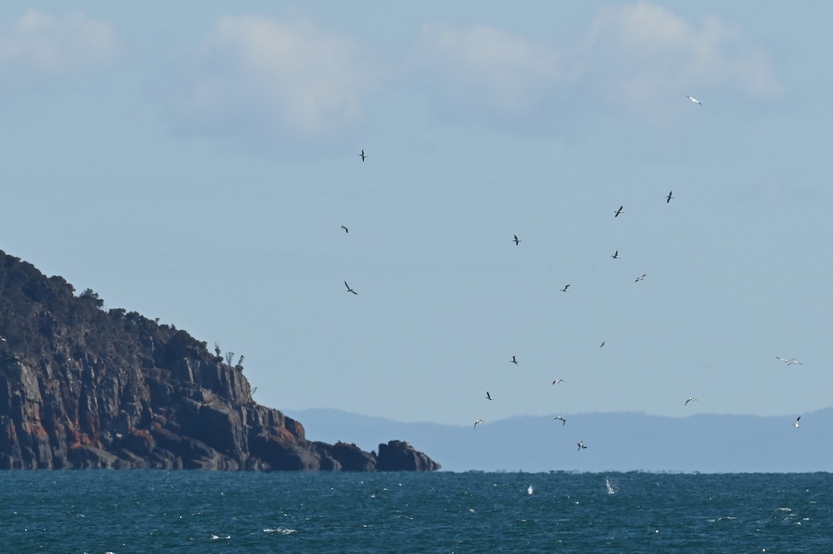 Avustralya Sümsüğü - ML645575985