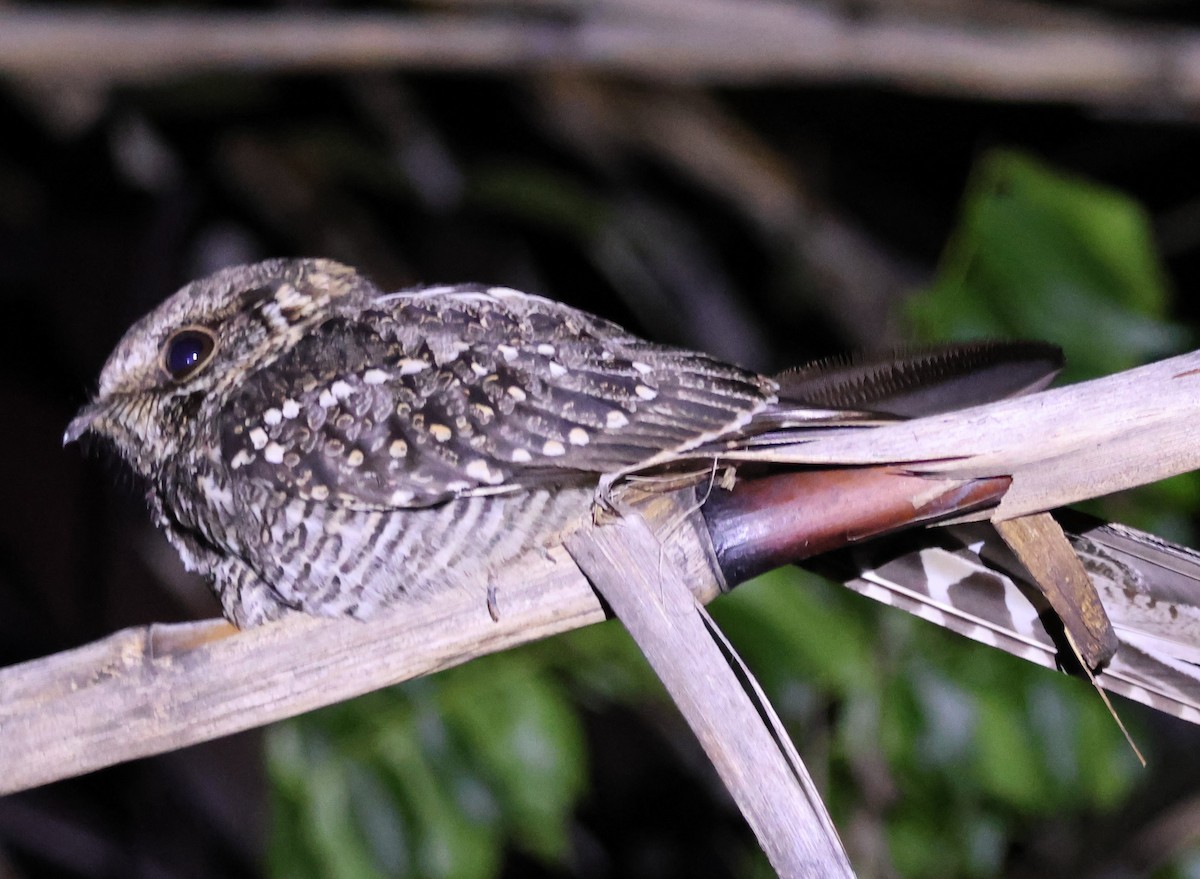 lelek nůžkoocasý - ML645575997