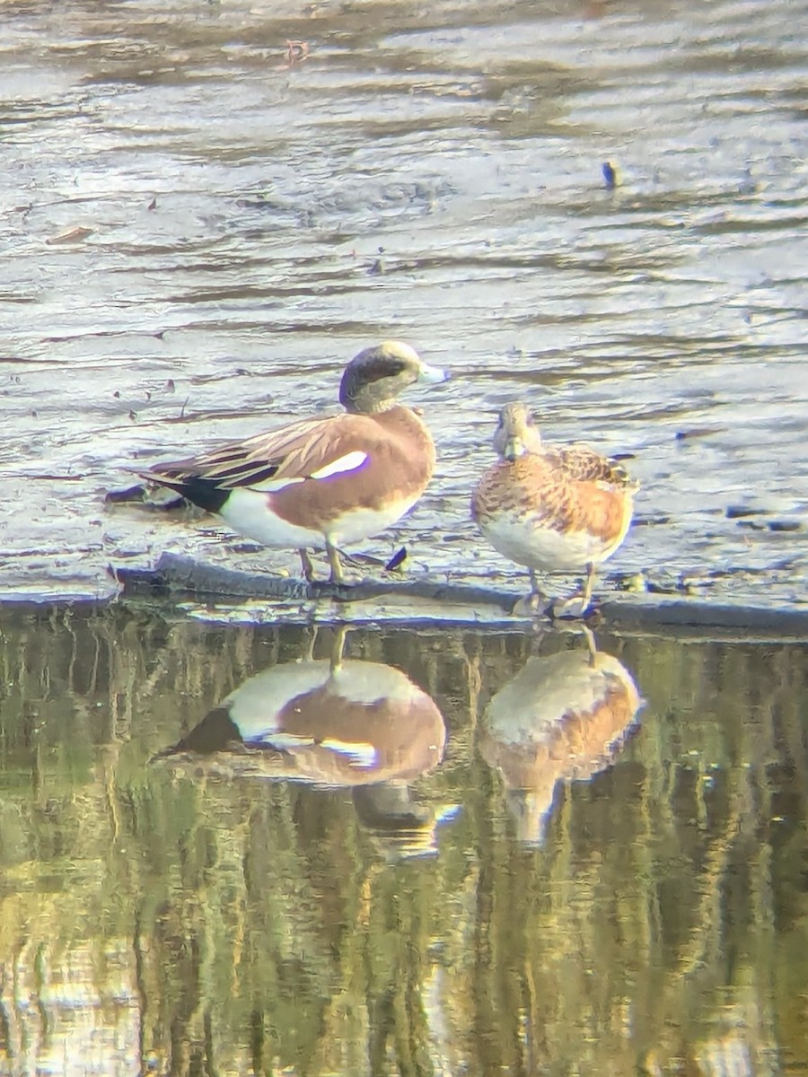 Свищ американський - ML645576017