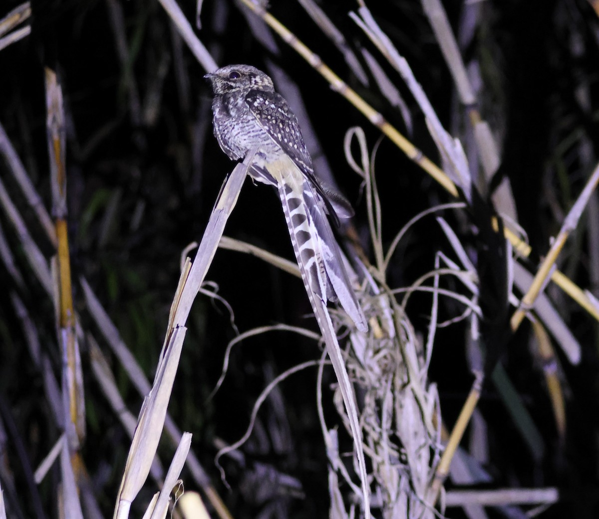 lelek nůžkoocasý - ML645576018