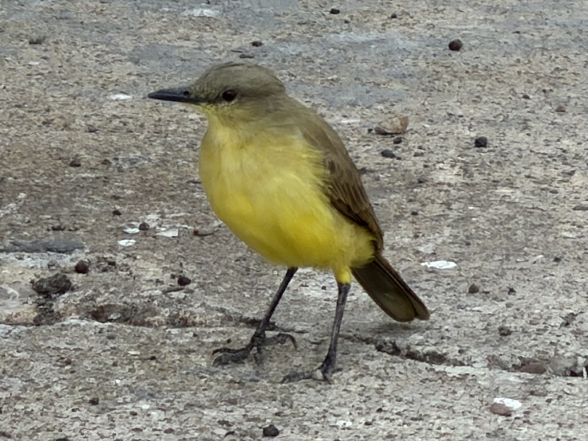 Cattle Tyrant - ML645576020