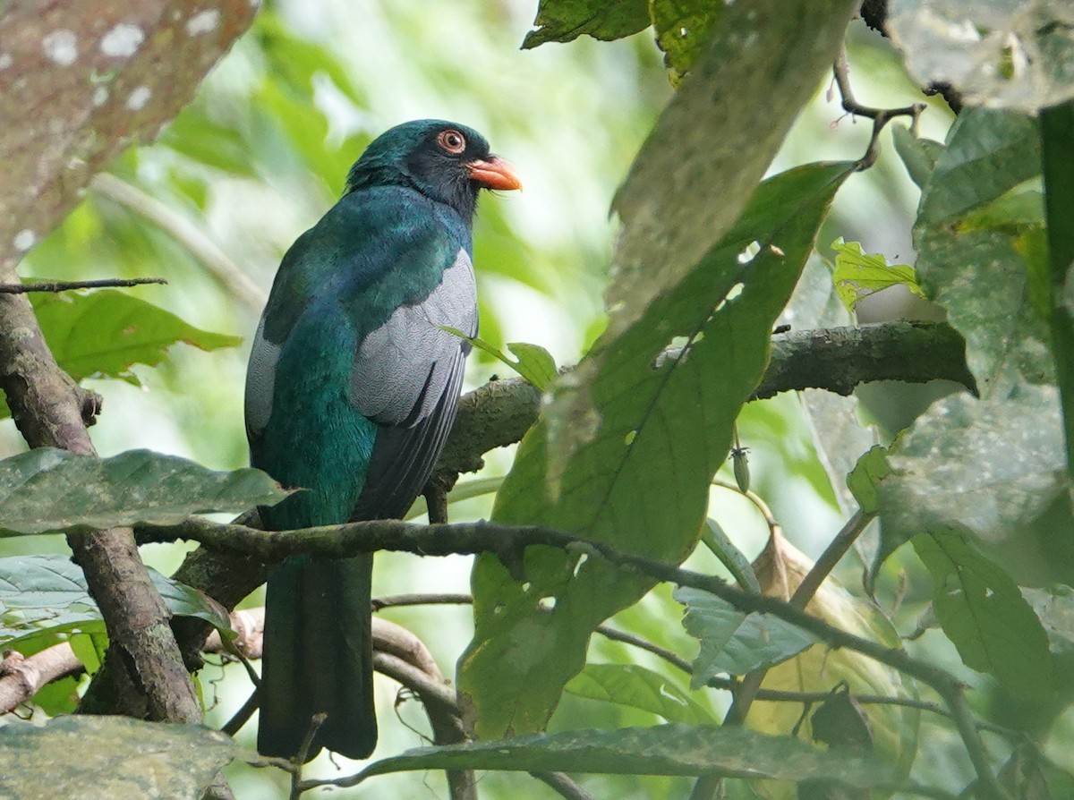 Slaty-tailed Trogon (Massena) - ML645576021