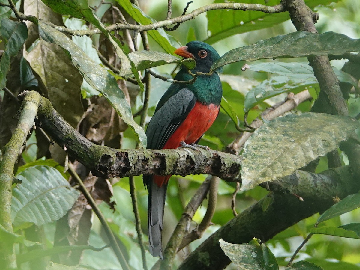 Slaty-tailed Trogon (Massena) - ML645576022