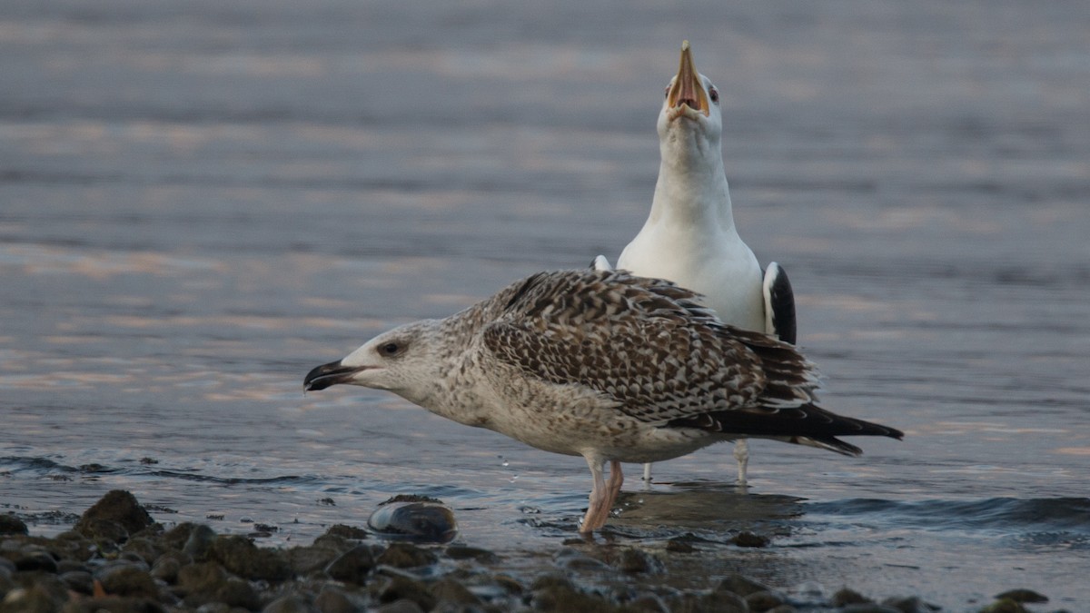 Gavión Atlántico - ML645576024