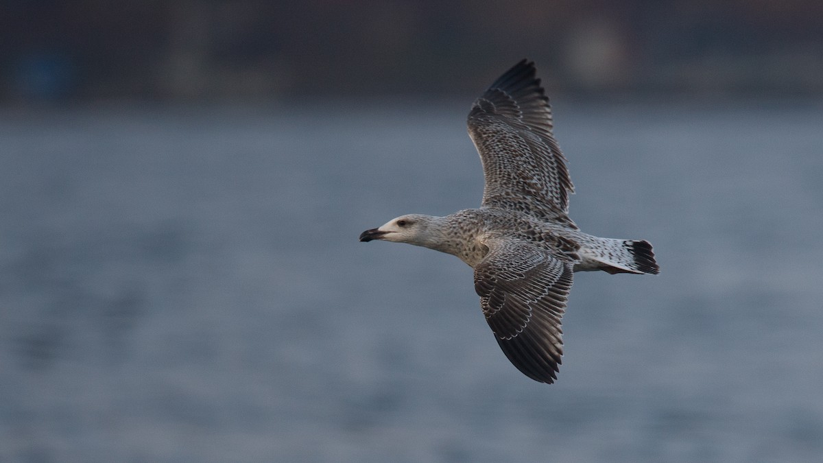 Gavión Atlántico - ML645576025