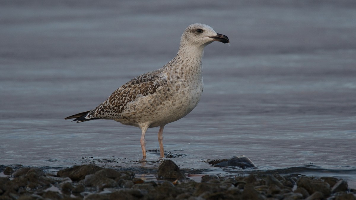 Gavión Atlántico - ML645576028