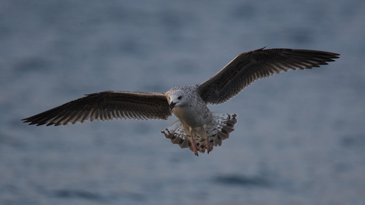Gavión Atlántico - ML645576031