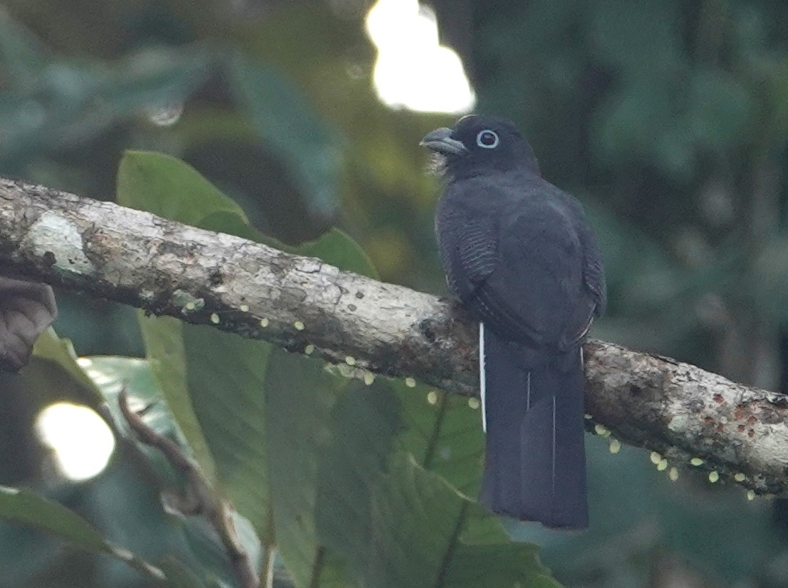 White-tailed Trogon - ML645576047