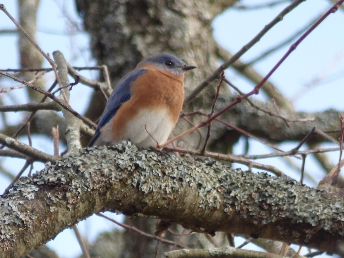 Eastern Bluebird - ML645576048