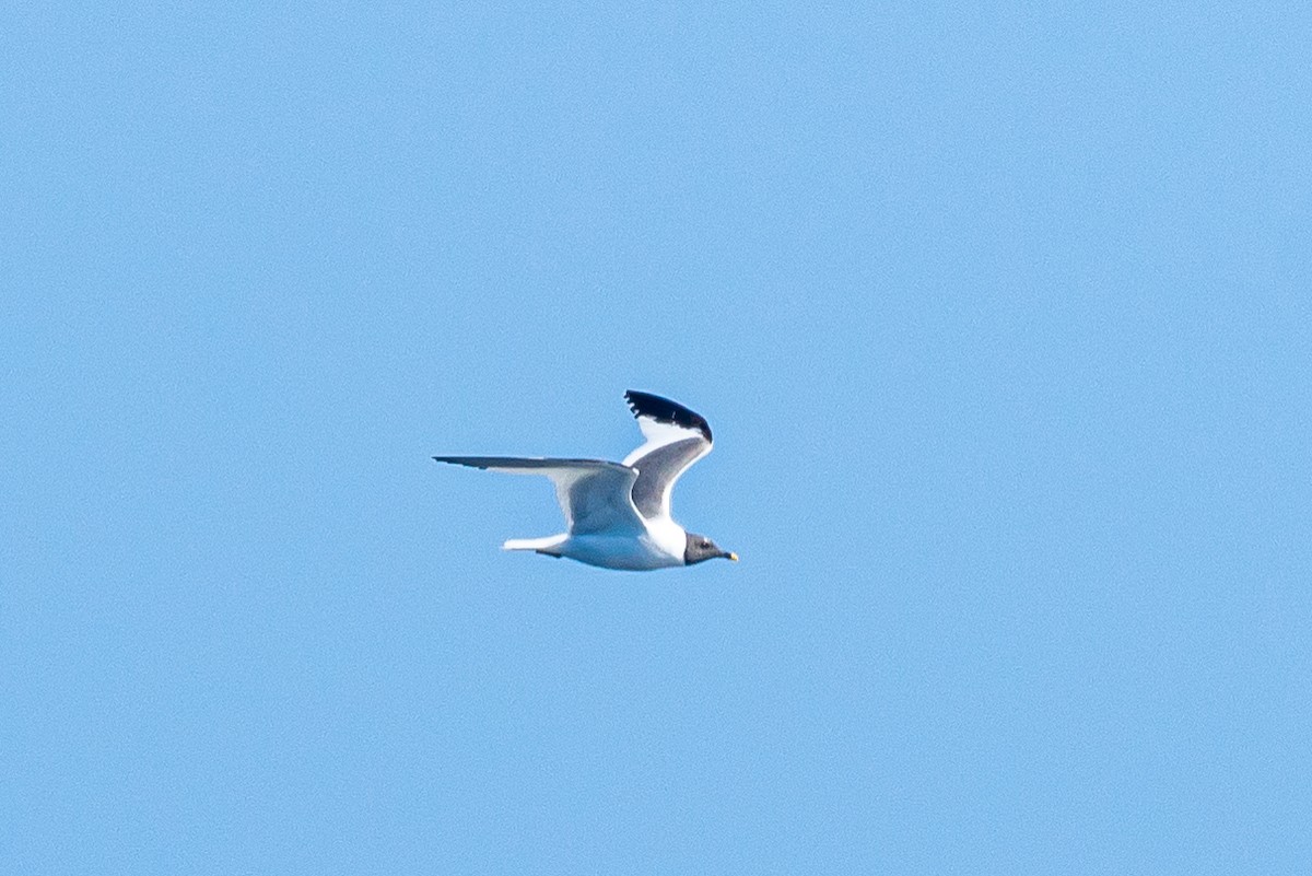Sabine's Gull - ML645576050