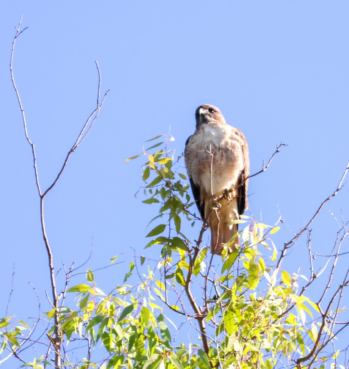 Red-tailed Hawk - ML645576056