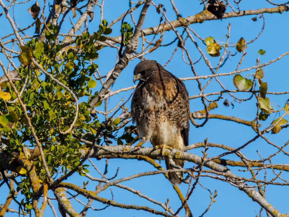 Red-tailed Hawk - ML645576057