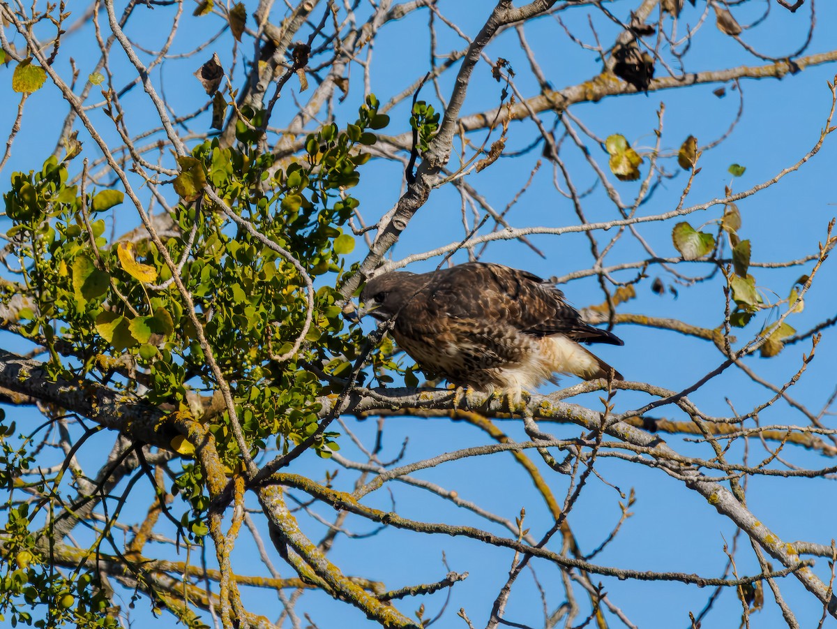 Red-tailed Hawk - ML645576058