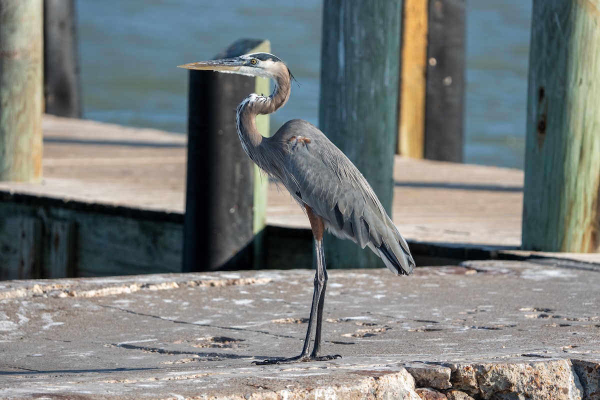 Great Blue Heron - ML645576059