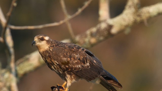 Шуліка-слимакоїд червоноокий - ML645576060