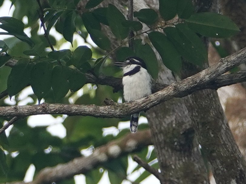 Pied Puffbird - ML645576064