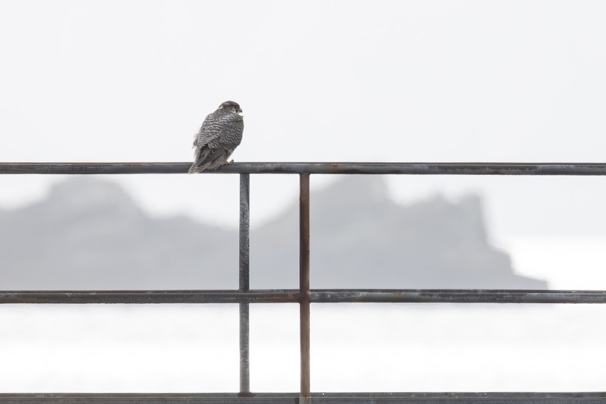 jaktfalk - ML645576065