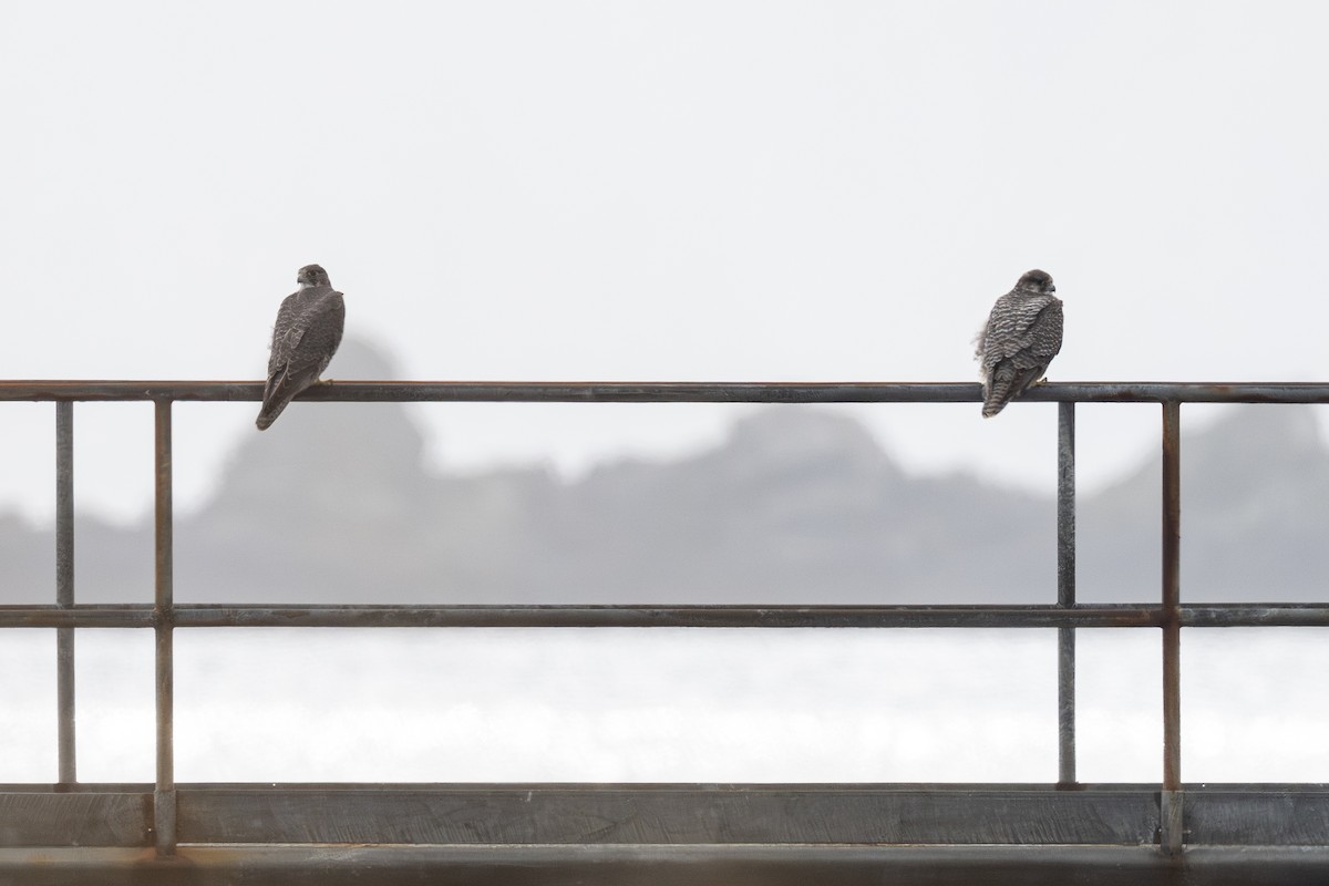 jaktfalk - ML645576067