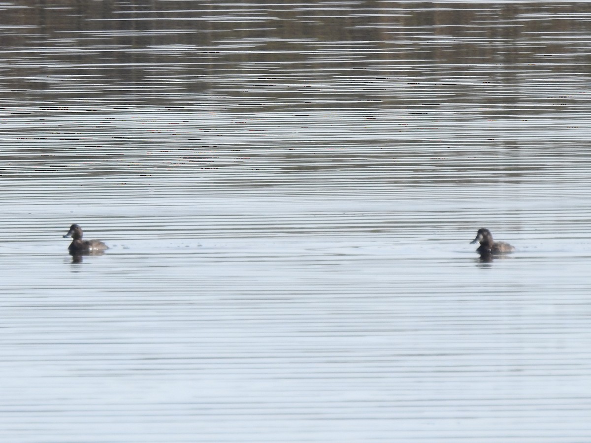 Морская чернеть - ML645576077