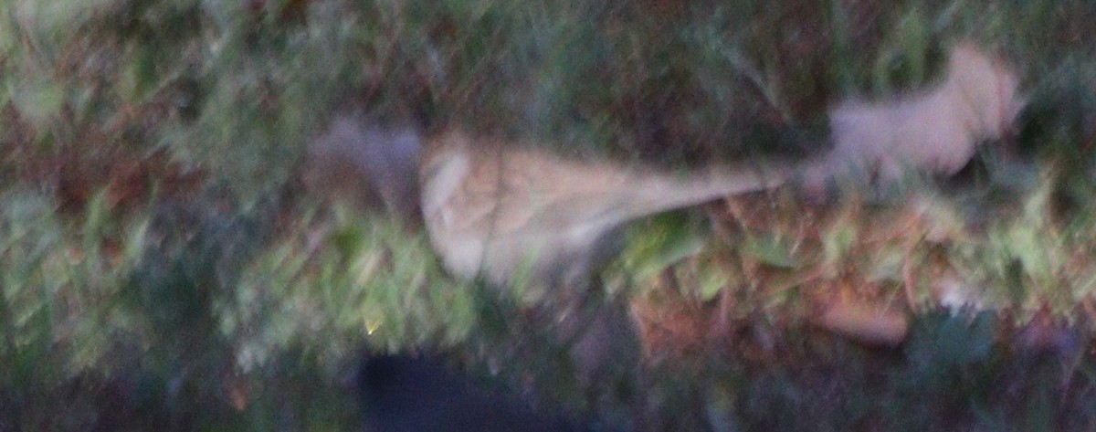 Chipping Sparrow - ML645576079