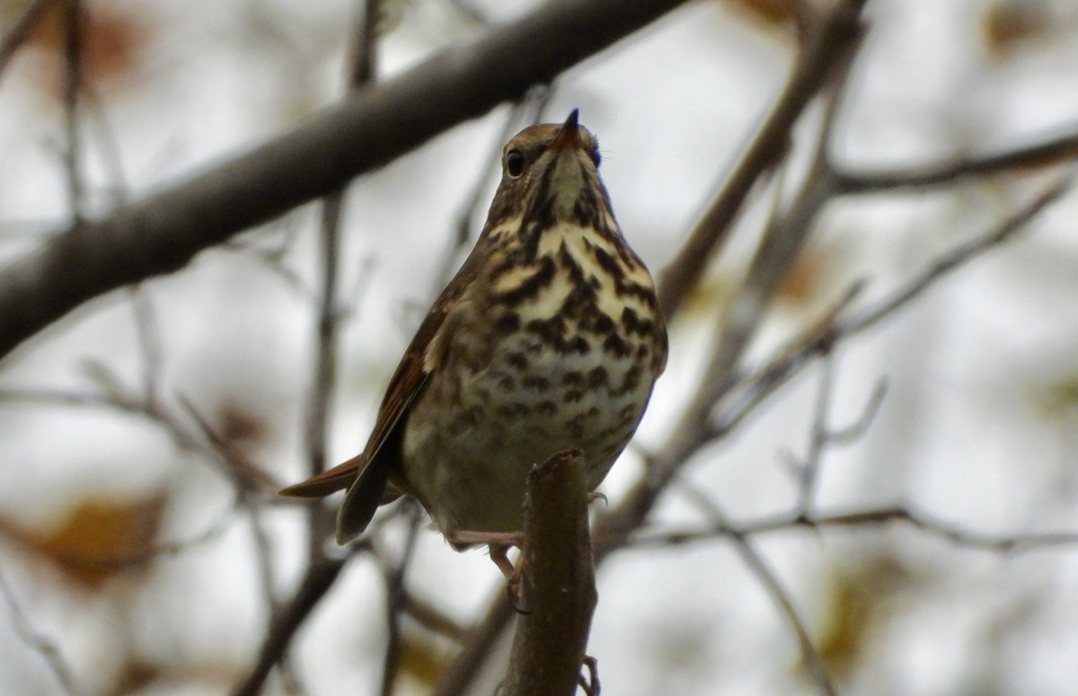 Hermit Thrush - ML645576082