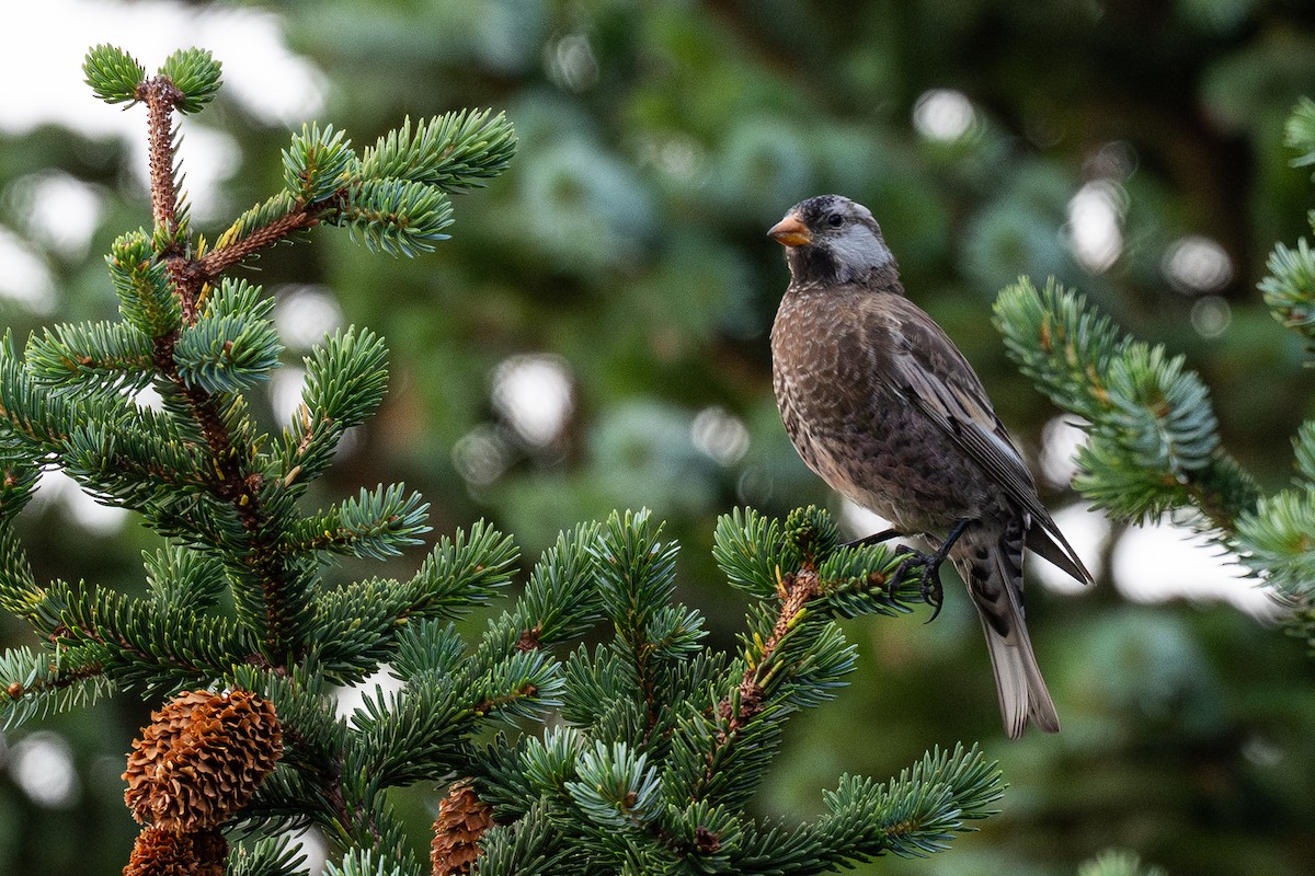Gray-crowned Rosy-Finch - ML645576084