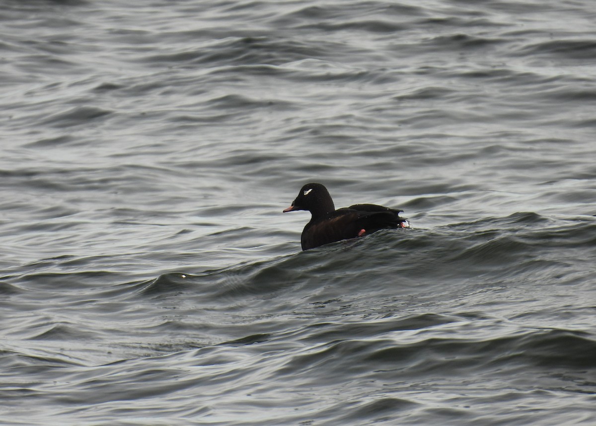 White-winged Scoter - ML645576087