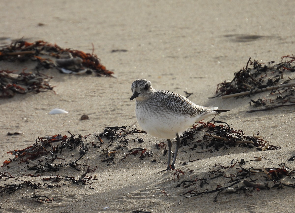 Black-bellied Plover - ML645576095