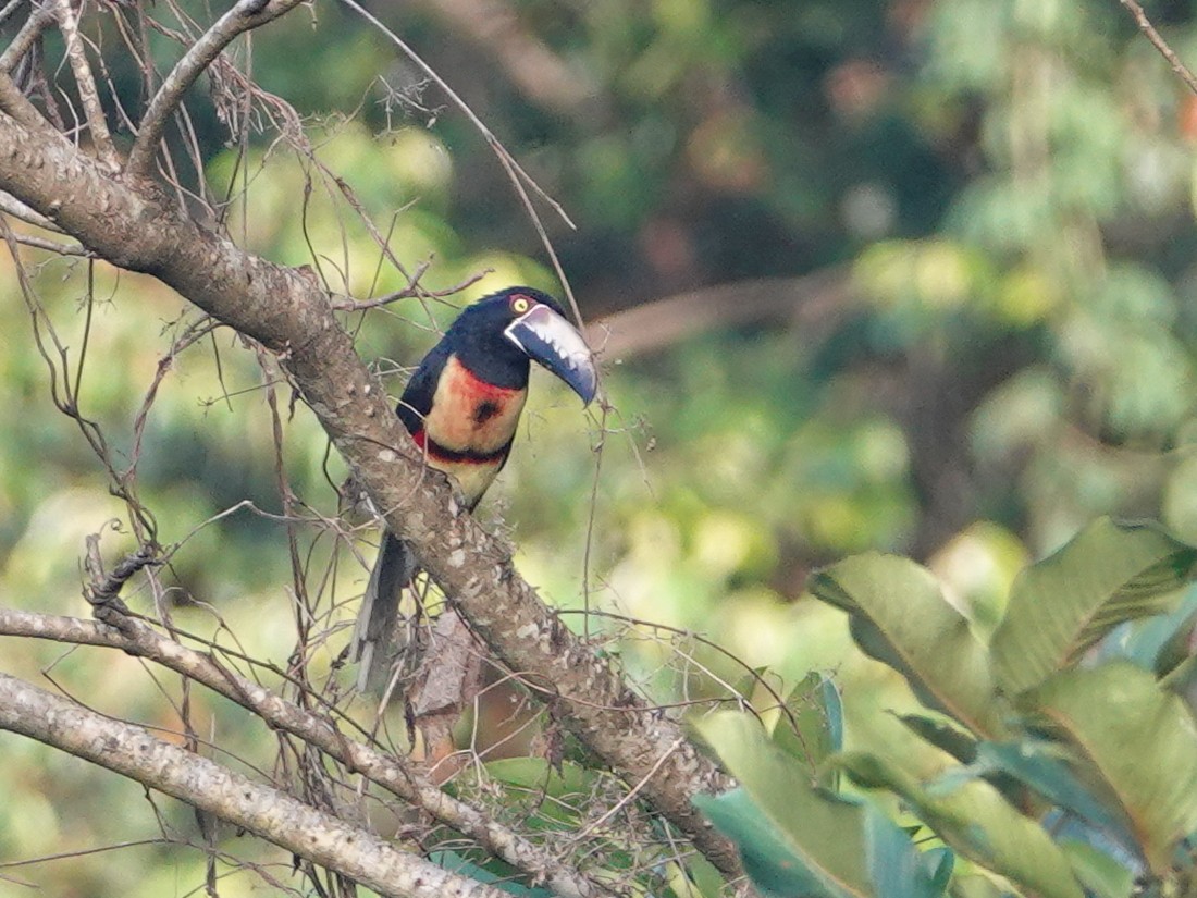 Collared Aracari - ML645576099