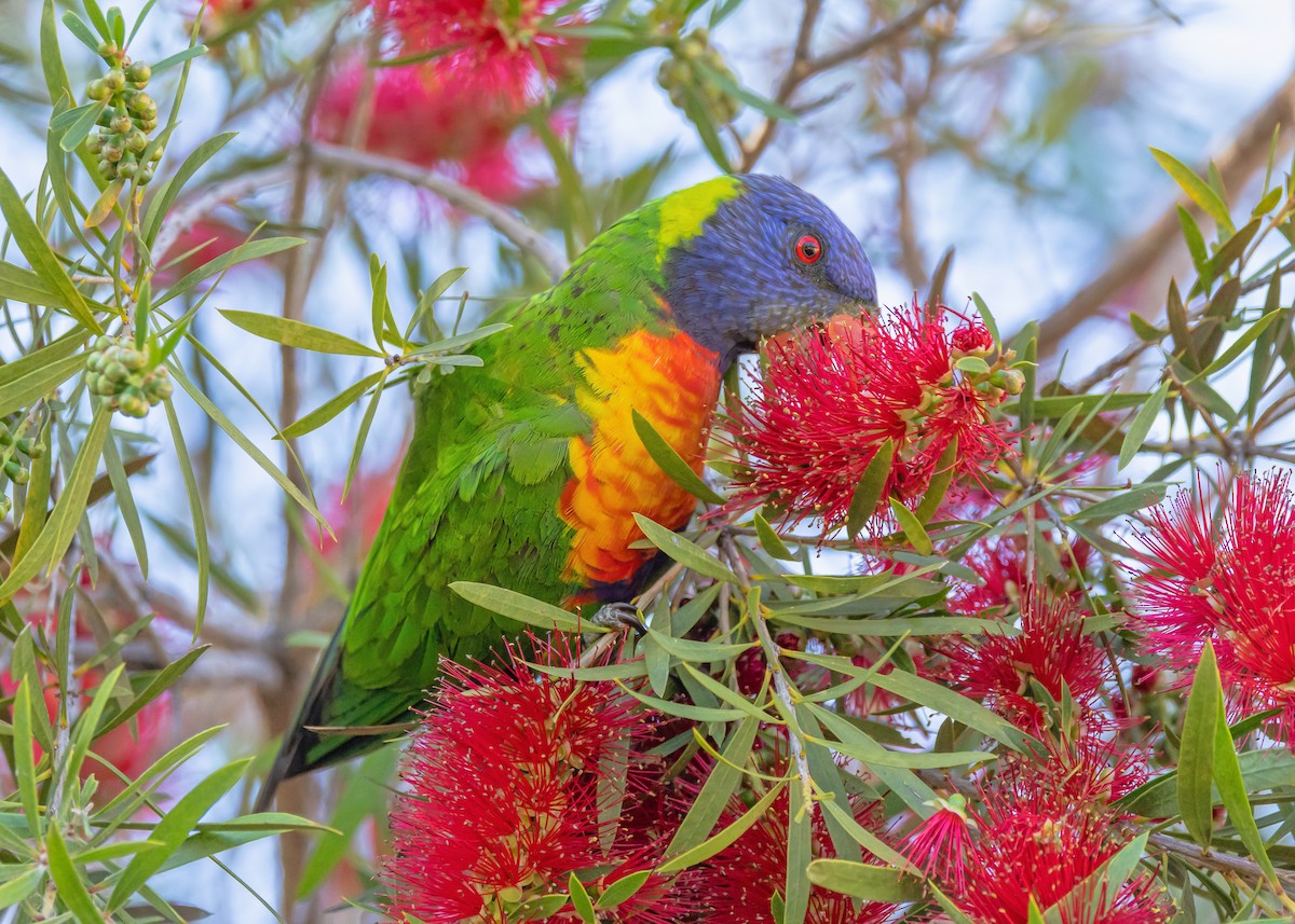 彩虹吸蜜鸚鵡 - ML645576112