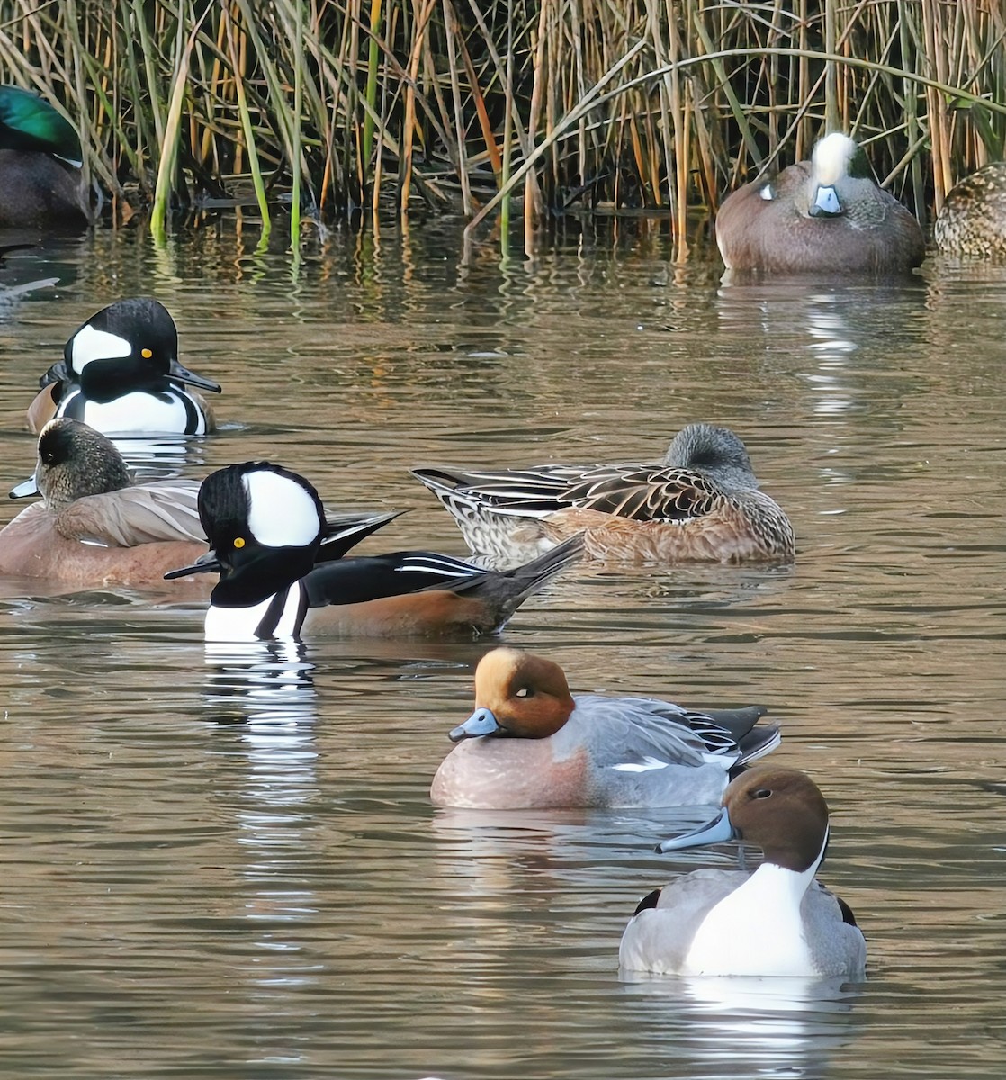 赤頸鴨 - ML645576113