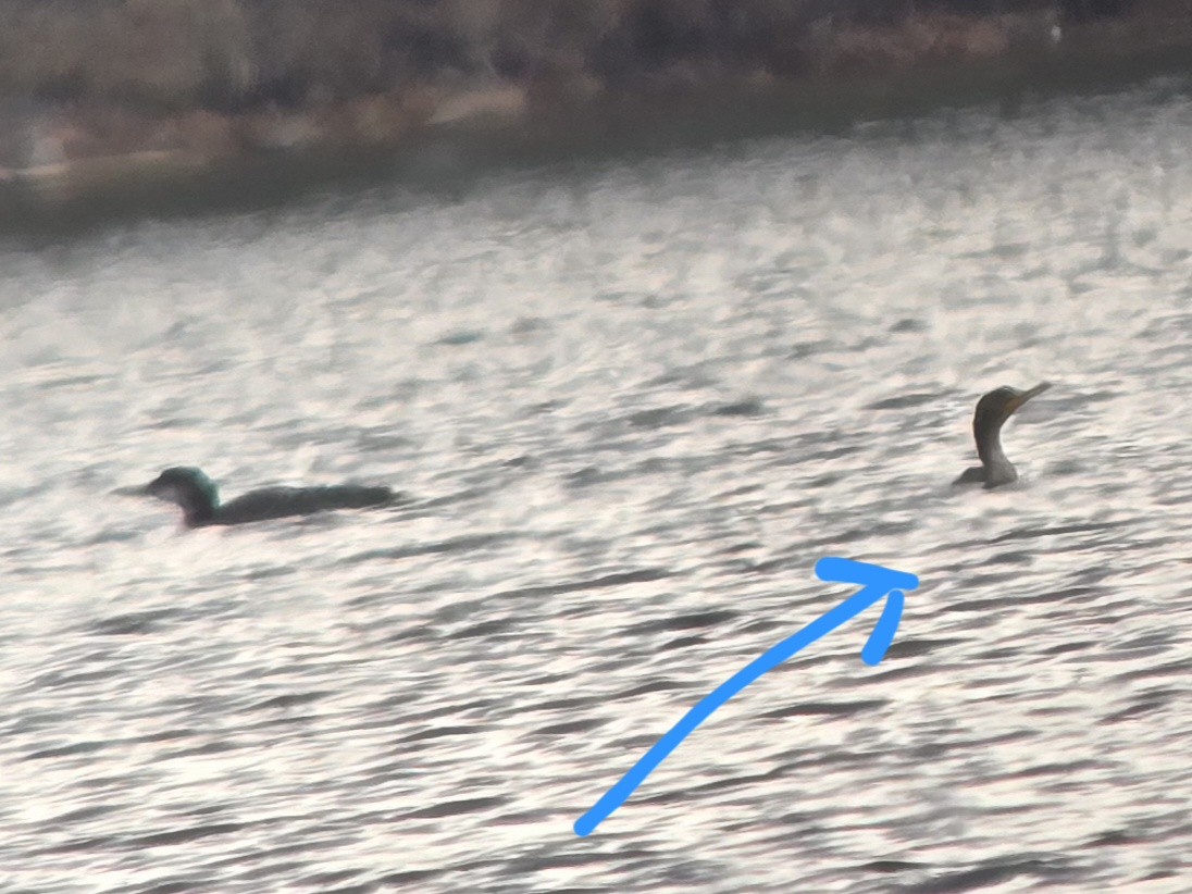 Double-crested Cormorant - ML645576114