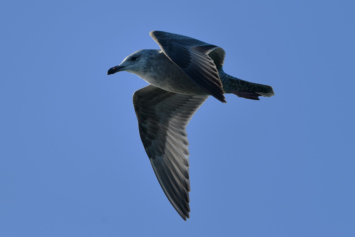 American Herring Gull - ML645576116