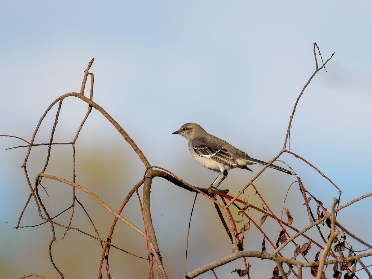 Northern Mockingbird - ML645576117