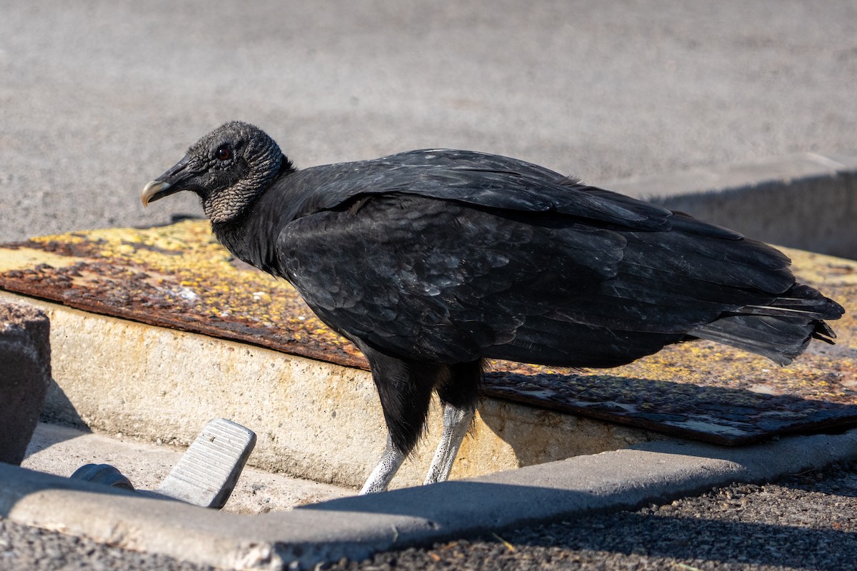 Black Vulture - ML645576118