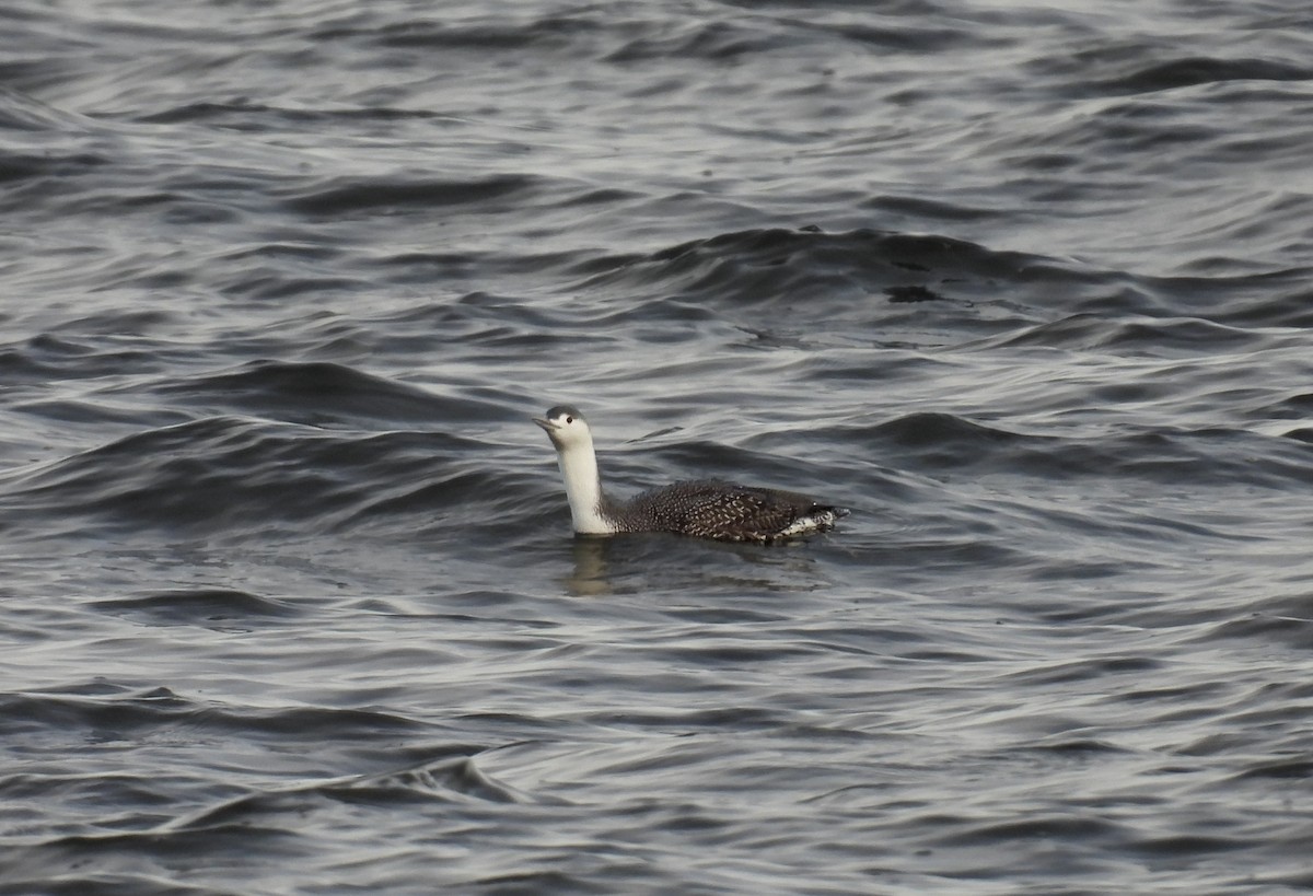 紅喉潛鳥 - ML645576120