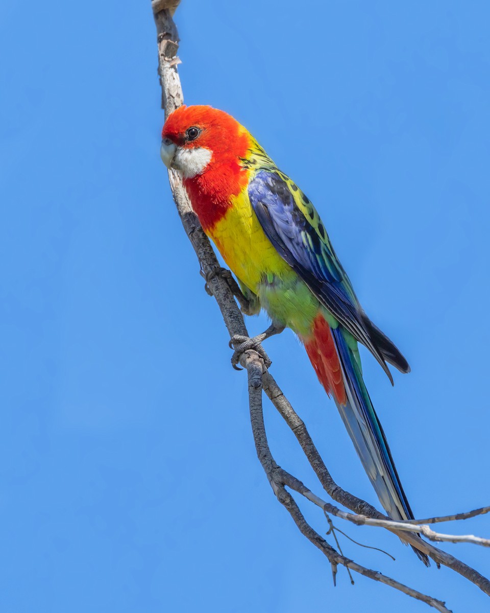 Eastern Rosella - ML645576121