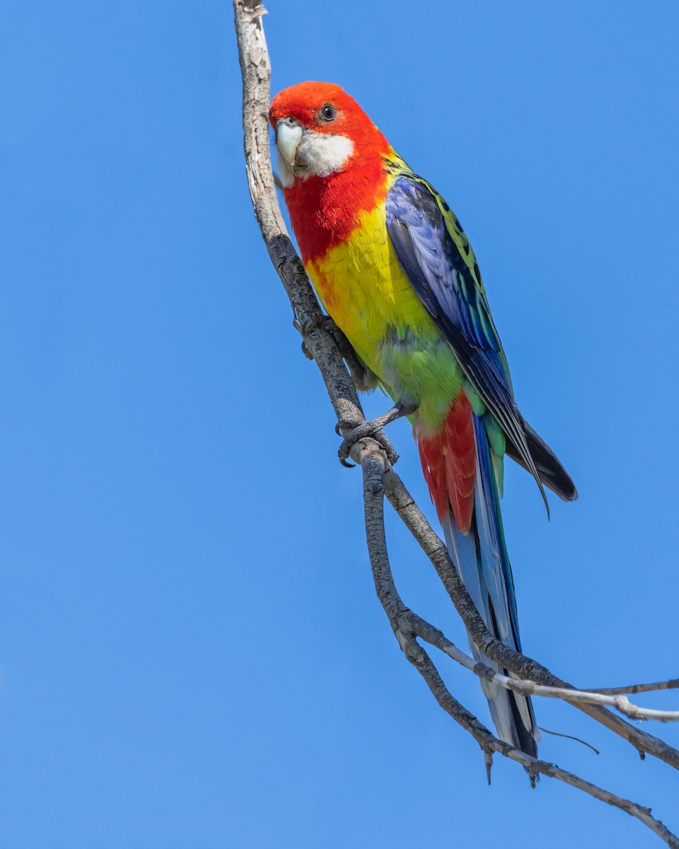Eastern Rosella - ML645576122