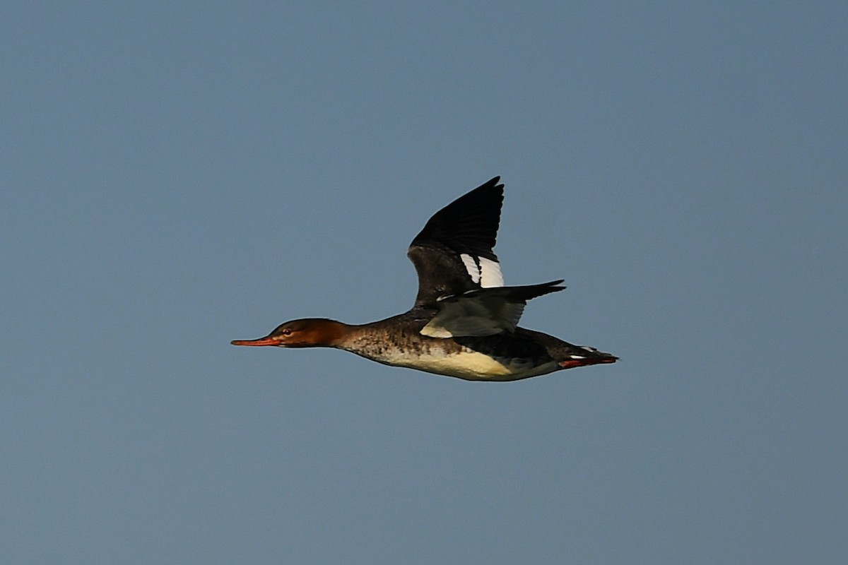 紅胸秋沙 - ML645576123