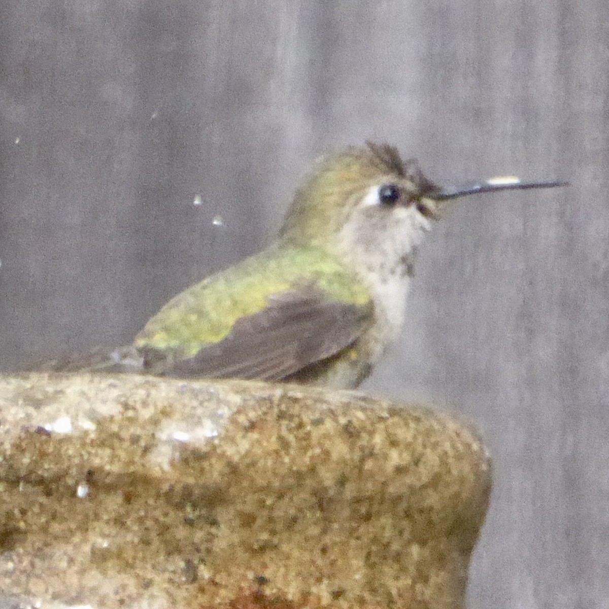 Anna's Hummingbird - ML645576124