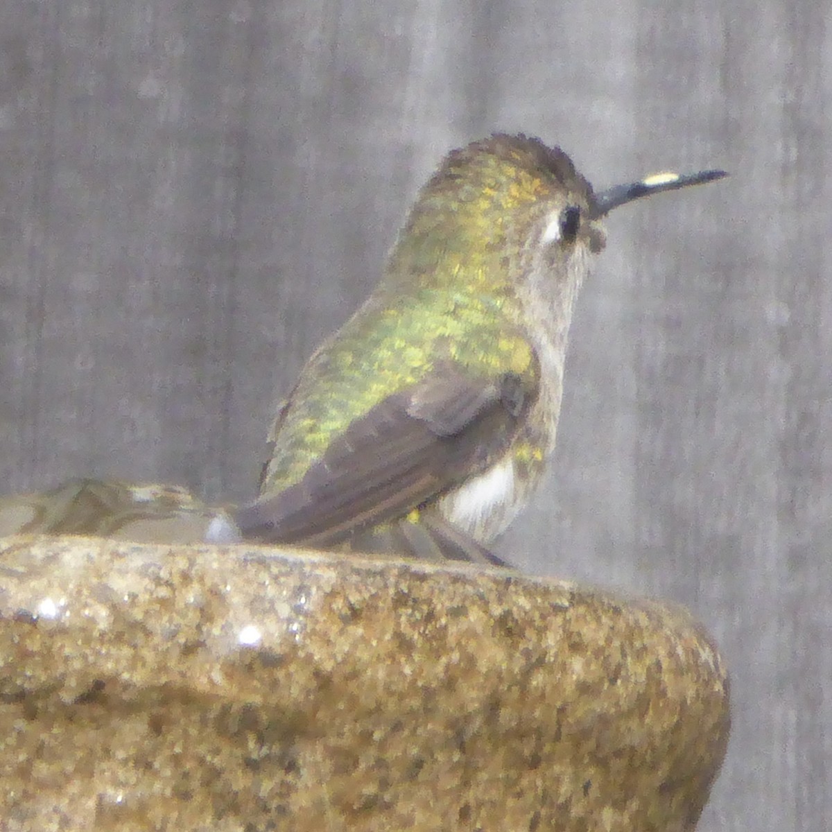 Anna's Hummingbird - ML645576125
