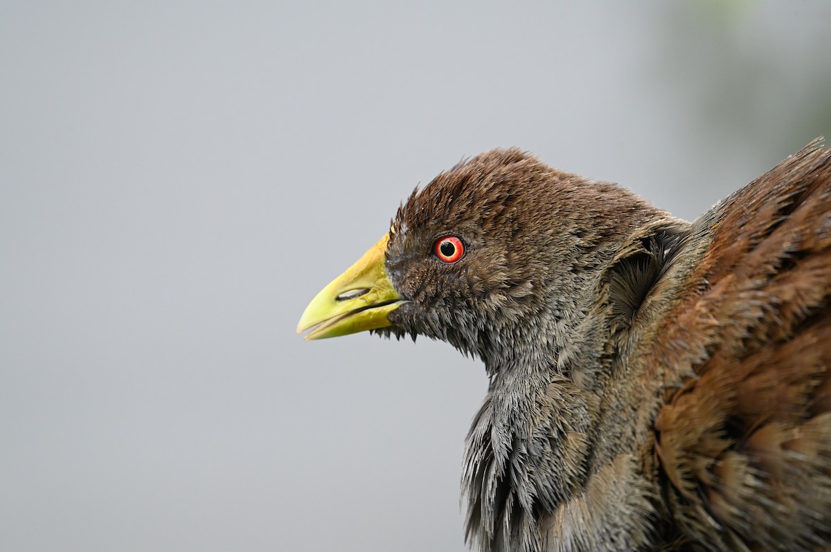 Tasmanian Nativehen - ML645576127