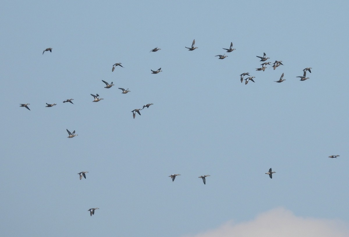 Sarcelle à ailes bleues - ML645576128