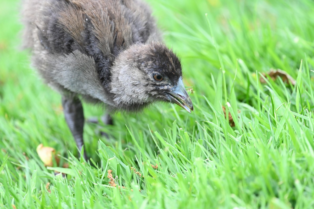 Tasmanian Nativehen - ML645576129